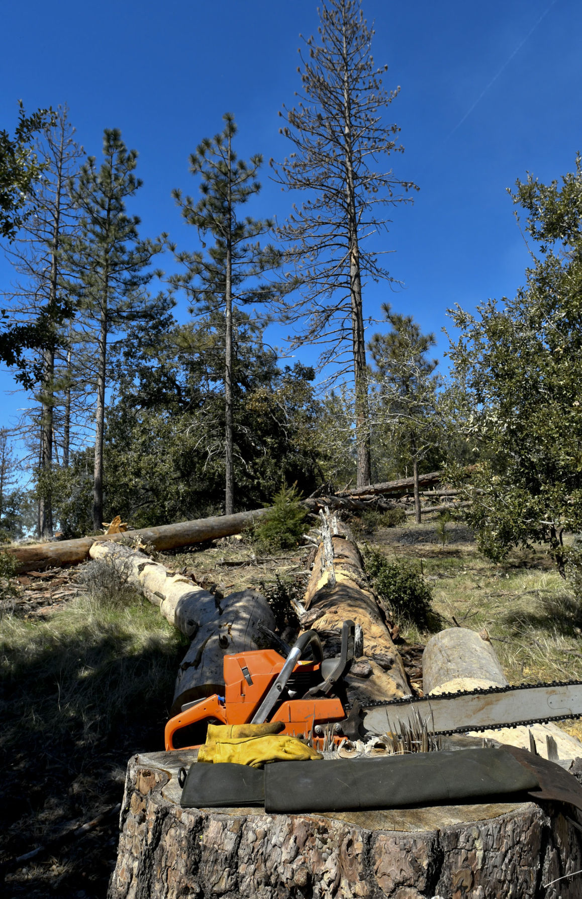 032818 Prescribed burn 06.jpg
